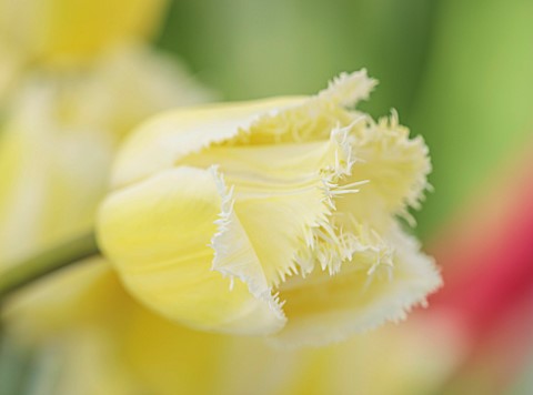 MORTON_HALL_GARDENS_WORCESTERSHIRE_CLOSE_UP_PORTRAIT_OF_WHITE_PALE_YELLOW_FLOWERS_OF_TULIP_TULIPA_SI