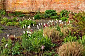 WILDEGOOSE NURSERY, SHROPSHIRE: WALLED GARDEN, TULIPS IN THE WALLED GARDEN, WALLS, WHITE, RED, FLOWERS, SPRING, BULBS, MAY