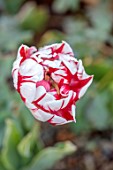 WILDEGOOSE NURSERY, SHROPSHIRE: WALLED GARDEN: CLOSE UP PORTRAIT OF RED AND WHITE FLOWERS OF TULIP, TULIPA CARNIVAL DE NICE, BULBS, BICOLOURED, SPRING, MAY