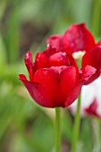 WILDEGOOSE NURSERY, SHROPSHIRE: WALLED GARDEN: CLOSE UP PORTRAIT OF RED FLOWERS OF TULIP, TULIPA ILE DE FRANCE, BULBS, SPRING, MAY