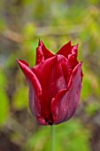 WILDEGOOSE NURSERY, SHROPSHIRE: WALLED GARDEN: CLOSE UP PORTRAIT OF RED FLOWERS OF TULIP, TULIPA LASTING LOVE, BULBS, SPRING, MAY