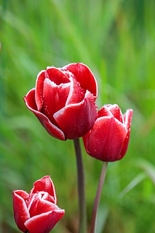 WILDEGOOSE_NURSERY_SHROPSHIRE_WALLED_GARDEN_CLOSE_UP_PORTRAIT_OF_RED_WHITE_FLOWERS_OF_TULIP_TULIPA_A