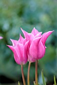 WILDEGOOSE NURSERY, SHROPSHIRE: WALLED GARDEN: CLOSE UP PORTRAIT OF PINK FLOWERS OF TULIP, TULIPA CHINA PINK, BULBS, SPRING, MAY
