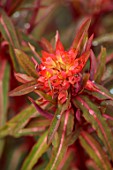 WILDEGOOSE NURSERY, SHROPSHIRE: WALLED GARDEN: CLOSE UP PORTRAIT OF RED FLOWERS OF EUPHORBIA GRIFFITHII DIXTER, SPRING, MAY