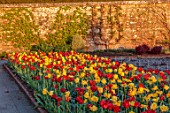WEST DEAN GARDENS, WEST SUSSEX: TULIPS IN THE WALLED GARDEN, SUNRISE, MORNING LIGHT, TULIPA GOLDEN OXFORD AND TULIPA WORLDS FAVOURITE, BULBS, WALLS