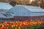 WEST DEAN GARDENS, WEST SUSSEX: TULIPS IN THE WALLED GARDEN, SUNRISE, MORNING LIGHT, TULIPA GOLDEN OXFORD AND TULIPA WORLDS FAVOURITE, BULBS, WALLS, GREENHOUSES, GLASSHOUSES