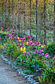 WEST DEAN GARDENS, WEST SUSSEX: TULIPS IN THE ORCHARD, MAY, SPRING, MORNING LIGHT, BULBS, TULIPA SRTONG GOLD AND TULIPA BLEU AIMABLE, BORDERS