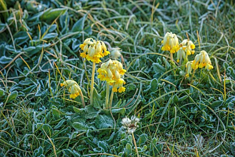 WEST_DEAN_GARDENS_WEST_SUSSEX_COWSLIPS_PRIMULA_VERIS_IN_THE_ORCHARD_MAY_FROST