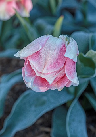 WEST_DEAN_GARDENS_WEST_SUSSEX_FROSTY_TULIPA_ANGELIQUE_IN_THE_ORCHARD_MAY_BULBS_FROST_FROZEN