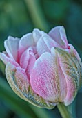 WEST DEAN GARDENS, WEST SUSSEX: FROSTY TULIPA ANGELIQUE IN THE ORCHARD, MAY, BULBS, FROST, FROZEN