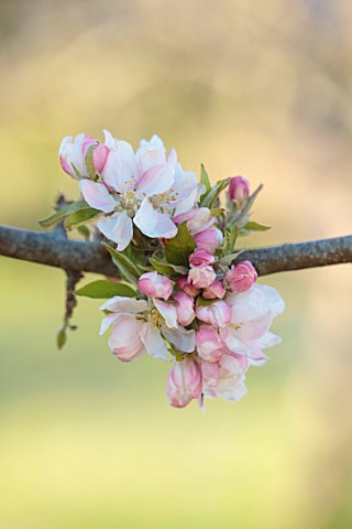 WEST_DEAN_GARDENS_WEST_SUSSEX_THE_ORCHARD_IN_SPRING_WHITE_PINK_BLOSSOM_OF_APPLE_EGREMONT_RUSSET_EMER
