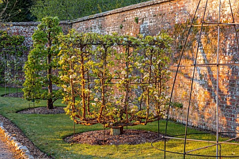 WEST_DEAN_GARDENS_WEST_SUSSEX_TRAINED_FRUIT_TREE_PEAR_PEAR_BELLE_JULIE_AGAINST_WALL_IN_ORCHARD_SPRIN
