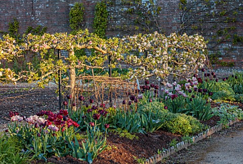 WEST_DEAN_GARDENS_WEST_SUSSEX_BORDER_OF_TULIPS_IN_THE_WALLED_VEGETABLE_GARDEN_BACKED_BY_ESPALIERED_A