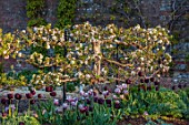 WEST DEAN GARDENS, WEST SUSSEX: BORDER OF TULIPS IN THE WALLED VEGETABLE GARDEN BACKED BY ESPALIERED APPLE TREE IN BLOSSOM, WHITE, MALUS, APPLE LORD LAMBOURN, SPRING, MAY