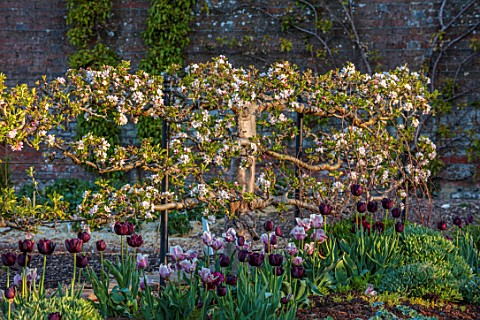 WEST_DEAN_GARDENS_WEST_SUSSEX_BORDER_OF_TULIPS_IN_THE_WALLED_VEGETABLE_GARDEN_BACKED_BY_ESPALIERED_A