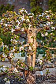 WEST DEAN GARDENS, WEST SUSSEX: THE WALLED VEGETABLE GARDEN - ESPALIERED APPLE TREE IN BLOSSOM, WHITE, MALUS, APPLE LORD LAMBOURN, SPRING, MAY