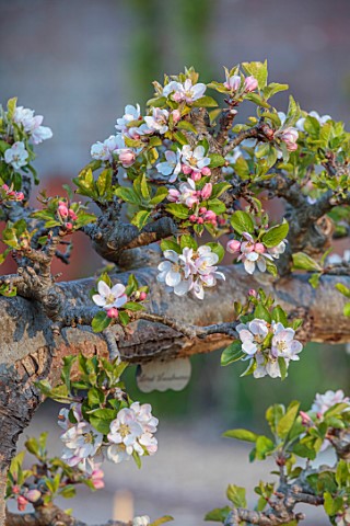 WEST_DEAN_GARDENS_WEST_SUSSEX_THE_WALLED_VEGETABLE_GARDEN__ESPALIERED_APPLE_TREE_IN_BLOSSOM_WHITE_MA