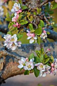 WEST DEAN GARDENS, WEST SUSSEX: THE WALLED VEGETABLE GARDEN - ESPALIERED APPLE TREE IN BLOSSOM, WHITE, MALUS, APPLE LORD LAMBOURN, SPRING, MAY