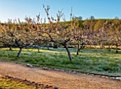 WEST DEAN GARDENS, WEST SUSSEX: THE ORCHARD IN SPRING, MAY, LAWN, GRASS, APPLE EGREMONT RUSSET