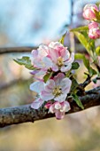 WEST DEAN GARDENS, WEST SUSSEX: THE ORCHARD IN SPRING, WHITE, PINK, BLOSSOM OF APPLE EGREMONT RUSSET, EMERGING BUDS, FLOWERS, FLOWERING, BLOOMING, TREES