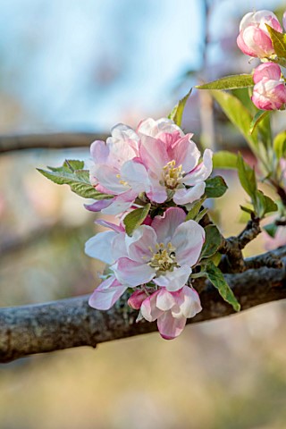WEST_DEAN_GARDENS_WEST_SUSSEX_THE_ORCHARD_IN_SPRING_WHITE_PINK_BLOSSOM_OF_APPLE_EGREMONT_RUSSET_EMER