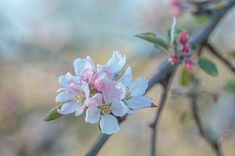 WEST_DEAN_GARDENS_WEST_SUSSEX_THE_ORCHARD_IN_SPRING_WHITE_PINK_BLOSSOM_OF_APPLE_COCKLES_PIPPIN_EMERG