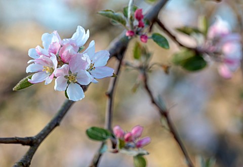 WEST_DEAN_GARDENS_WEST_SUSSEX_THE_ORCHARD_IN_SPRING_WHITE_PINK_BLOSSOM_OF_APPLE_COCKLES_PIPPIN_EMERG