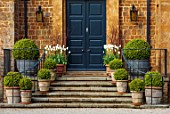 PRIORS MARSTON, WARWICKSHIRE: BLUE FRONT DOOR, STEPS, TERRACOTTA CONTAINERS, CLIPPED TOPIARY BOX, BUXUS, WHITE FLOWERS OF TULIP, TULIPA WHITE TRIUMPHATOR, SPRING