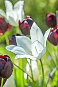 PRIORS MARSTON, WARWICKSHIRE: PLANT PORTRAIT OF WHITE FLOWERS OF TULIPA WHITE TRIUMPHATOR, TULIP QUEEN OF NIGHT, SPRING, MAY