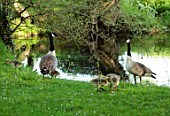 PRIORS MARSTON, WARWICKSHIRE: CANADA GEESE AND CHICKS BESIDE THE POOL, POND, WATER, BIRDS