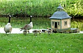 PRIORS MARSTON, WARWICKSHIRE: CANADA GEESE AND CHICKS BESIDE THE POOL, POND, WATER, BIRDS, DUCK HOUSE