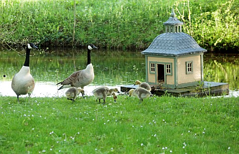 PRIORS_MARSTON_WARWICKSHIRE_CANADA_GEESE_AND_CHICKS_BESIDE_THE_POOL_POND_WATER_BIRDS_DUCK_HOUSE