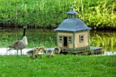 PRIORS MARSTON, WARWICKSHIRE: CANADA GEESE AND CHICKS BESIDE THE POOL, POND, WATER, BIRDS, DUCK HOUSE