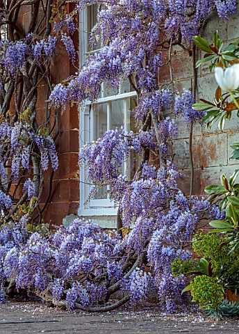 PRIORS_MARSTON_WARWICKSHIRE_WISTERIA_GROWING_AT_THE_BACK_OF_THE_HOUSE_PURPLE_WISTERIA_SINENSIS_WALLS