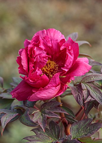 PRIMROSE_HALL_PEONIES_BEDFORDSHIRE_PLANT_PORTRAIT_OF_PINK_FLOWERS_BLOOMS_OF_PEONY_PAEONIA_SUFFRUTICO