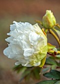 PRIMROSE HALL PEONIES, BEDFORDSHIRE: PLANT PORTRAIT OF WHITE FLOWERS, BLOOMS OF PEONY, PAEONIA SUFFRUTICOSA FUSO TSUKASA, BLOOMING, FLOWERING, TREE PEONIES