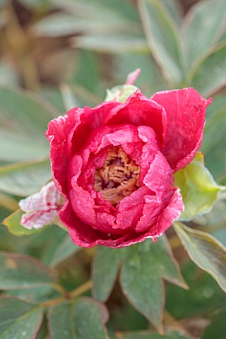 PRIMROSE_HALL_PEONIES_BEDFORDSHIRE_PLANT_PORTRAIT_OF_PINK_RED__FLOWERS_BLOOMS_OF_PEONY_PAEONIA_SUFFR