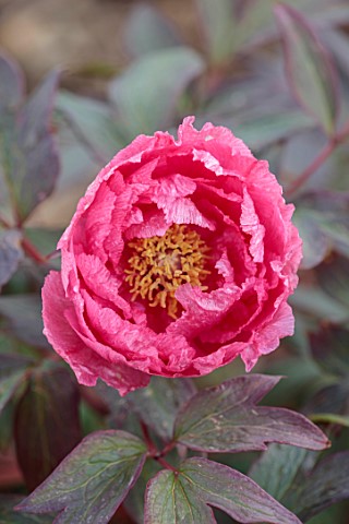PRIMROSE_HALL_PEONIES_BEDFORDSHIRE_PLANT_PORTRAIT_OF_PINK_FLOWERS_BLOOMS_OF_PEONY_PAEONIA_SUFFRUTICO