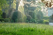 BRODSWORTH HALL, YORKSHIRE: SUMMER, CLIPPED TOPIARY HEDGES, HEDGING, DAWN, SUNRISE, MIST, FOG, GRASS, MEADOW