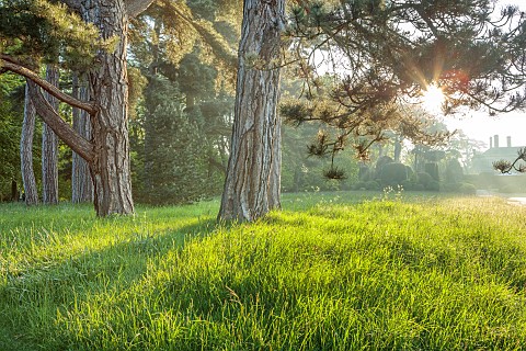 BRODSWORTH_HALL_YORKSHIRE_SUMMER_PINES_MEADOW