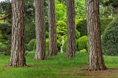BRODSWORTH HALL, YORKSHIRE: SUMMER, PINES, MEADOW