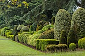 BRODSWORTH HALL, YORKSHIRE: SUMMER, LAWN, CLIPPED TOPIARY HEDGES, HEDGING, STATUES, TREES