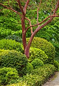 BRODSWORTH HALL, YORKSHIRE: CLIPPED, CLOUD PRUNED, TOPIARY, HEDGES, HEDGING, BARK OF ARBUTUS UNDEO, TRUNK, SUMMER, STRAWBERRY TREE
