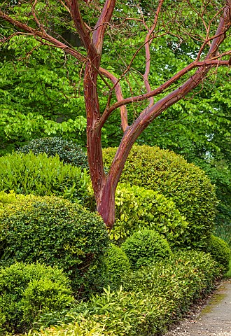 BRODSWORTH_HALL_YORKSHIRE_CLIPPED_CLOUD_PRUNED_TOPIARY_HEDGES_HEDGING_BARK_OF_ARBUTUS_UNDEO_TRUNK_SU