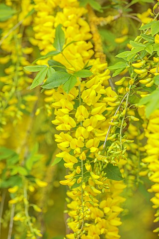 BRODSWORTH_HALL_YORKSHIRE_YELLOW_FLOWERS_BLOOMS_OF_LABURNUM_ANAGYROIDES_SHRUBS_TREES