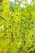 BRODSWORTH HALL, YORKSHIRE: YELLOW FLOWERS, BLOOMS OF LABURNUM ANAGYROIDES, SHRUBS, TREES