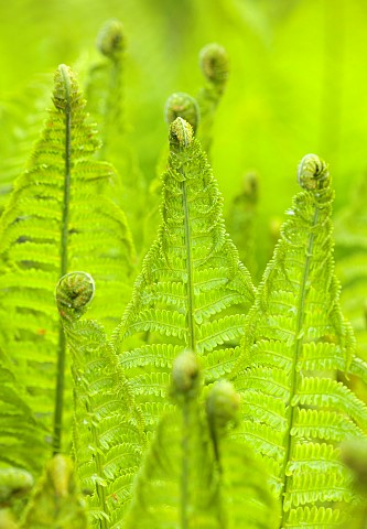 BRODSWORTH_HALL_YORKSHIRE_GREEN_FRONDS_LEAVES_FOLIAGE_EMERGING_BUD_OF_FERNS_MATTEUCCIA_STRUTHIOPTERI