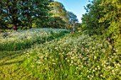 PRIORS MARSTON, WARWICKSHIRE: WHITE FLOWERS OF COW PARSLEY, ANTHRISCUS SYLVESTRIS, MEADOWS, NATURALISED, HOUSE, PATH