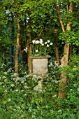 PRIORS MARSTON, WARWICKSHIRE: STONE URN, CONTAINER IN WOODLAND PLANTED WITH TULIPS, TULIPA WHITE TRIUMPHATOR, SPRING, MAY
