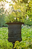PRIORS MARSTON, WARWICKSHIRE: STONE URN, CONTAINER IN WOODLAND PLANTED WITH TULIPS, TULIPA WHITE TRIUMPHATOR, SPRING, MAY